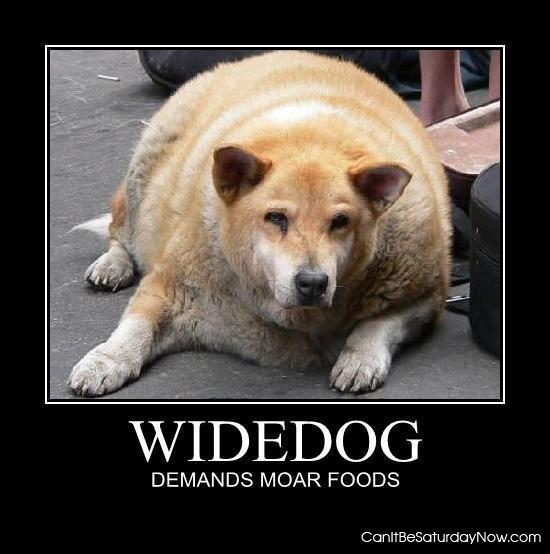 Widedog - hes fat
